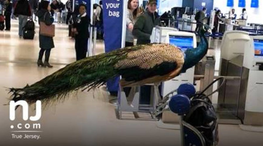 Sorry, Your Peacock is not a Service Animal