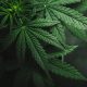 Legislature Watch: Marijuana Legalization