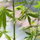 Puff, Puff, PASSED: Minnesota Becomes 23rd State to Legalize Marijuana