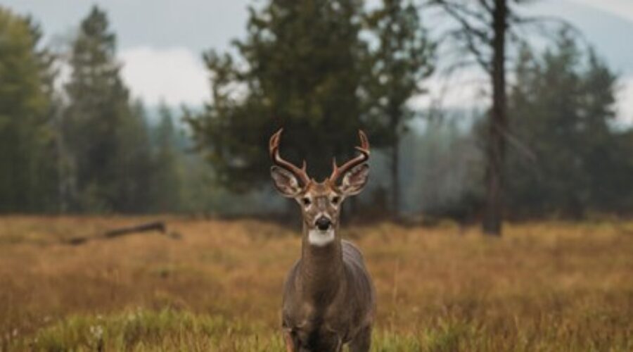 New Deer Hunting Regulations 2023